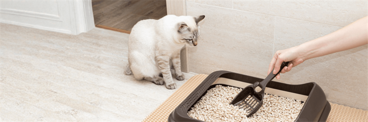 Bladder Health in Cats and Dogs: Signs, Support and Simple Care
